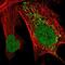 Integrator Complex Subunit 14 antibody, NBP1-90525, Novus Biologicals, Immunofluorescence image 