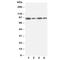 FES Proto-Oncogene, Tyrosine Kinase antibody, R30953, NSJ Bioreagents, Western Blot image 