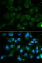 Phosphodiesterase 1B antibody, LS-C331897, Lifespan Biosciences, Immunofluorescence image 