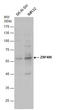 Zinc Finger Protein 486 antibody, GTX123668, GeneTex, Western Blot image 