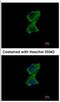 Zinc Finger Protein 598 antibody, NBP2-21035, Novus Biologicals, Immunocytochemistry image 