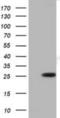 Rho Family GTPase 1 antibody, NBP2-03000, Novus Biologicals, Western Blot image 