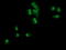Sorting Nexin 8 antibody, TA502136, Origene, Immunofluorescence image 