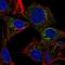 Alpha 2-HS Glycoprotein antibody, NBP1-90302, Novus Biologicals, Immunocytochemistry image 