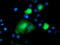 Thymidylate kinase antibody, TA503492, Origene, Immunofluorescence image 
