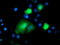 Deoxythymidylate Kinase antibody, TA503492, Origene, Immunofluorescence image 