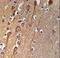 Transmembrane Protein 268 antibody, LS-C168775, Lifespan Biosciences, Immunohistochemistry frozen image 