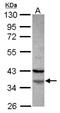 Family With Sequence Similarity 76 Member A antibody, NBP2-16421, Novus Biologicals, Western Blot image 