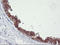 TIMP Metallopeptidase Inhibitor 2 antibody, TA504043, Origene, Immunohistochemistry frozen image 
