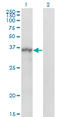 Sprouty RTK Signaling Antagonist 1 antibody, LS-B5441, Lifespan Biosciences, Western Blot image 
