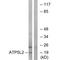 ATP Synthase Membrane Subunit G Like antibody, A18728, Boster Biological Technology, Western Blot image 