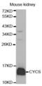 Cytochrome C, Somatic antibody, abx000610, Abbexa, Western Blot image 