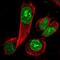 Cell Division Cycle Associated 8 antibody, NBP1-89951, Novus Biologicals, Immunofluorescence image 