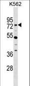 Zinc Finger Protein 133 antibody, LS-C157416, Lifespan Biosciences, Western Blot image 