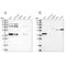 Pleckstrin Homology Domain Containing A3 antibody, NBP2-32018, Novus Biologicals, Western Blot image 