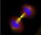 Baculoviral IAP Repeat Containing 5 antibody, PA1-16836, Invitrogen Antibodies, Immunofluorescence image 