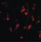 Autophagy Related 12 antibody, PA5-20463, Invitrogen Antibodies, Immunofluorescence image 
