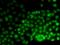 High Mobility Group Nucleosomal Binding Domain 2 antibody, orb373351, Biorbyt, Immunofluorescence image 