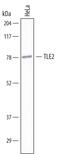 TLE Family Member 2, Transcriptional Corepressor antibody, MAB7216, R&D Systems, Western Blot image 