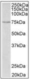 Solute Carrier Family 6 Member 4 antibody, AP31853PU-N, Origene, Western Blot image 