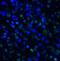 T Cell Immunoreceptor With Ig And ITIM Domains antibody, RF16054, ProSci, Immunofluorescence image 