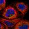 Mitochondrial Translational Initiation Factor 2 antibody, HPA006021, Atlas Antibodies, Immunofluorescence image 