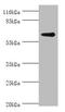 Glycerol Kinase 2 antibody, A50257-100, Epigentek, Western Blot image 