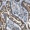 CANP antibody, FNab02954, FineTest, Immunohistochemistry frozen image 