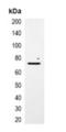mCherry Tag  antibody, orb393335, Biorbyt, Western Blot image 