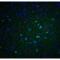 Apolipoprotein E antibody, LS-B10103, Lifespan Biosciences, Immunofluorescence image 