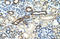 Tetratricopeptide Repeat Domain 19 antibody, orb324831, Biorbyt, Immunohistochemistry paraffin image 