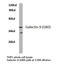 Galectin 9 antibody, LS-C176979, Lifespan Biosciences, Western Blot image 