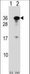 RING1 And YY1 Binding Protein antibody, LS-C162822, Lifespan Biosciences, Western Blot image 
