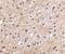 Nipsnap Homolog 1 antibody, NBP1-76888, Novus Biologicals, Immunohistochemistry frozen image 