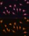 Myogenic Differentiation 1 antibody, GTX65875, GeneTex, Immunofluorescence image 