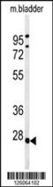 Tumor Protein P63 Regulated 1 Like antibody, 61-784, ProSci, Western Blot image 