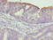 Tetratricopeptide Repeat Domain 30A antibody, CSB-PA803138LA01HU, Cusabio, Immunohistochemistry paraffin image 