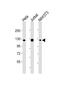 Serrate, RNA Effector Molecule antibody, MBS9216208, MyBioSource, Western Blot image 