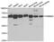 Regulator Of Microtubule Dynamics 3 antibody, abx004460, Abbexa, Western Blot image 