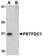Phosphoribosyl Transferase Domain Containing 1 antibody, orb75050, Biorbyt, Western Blot image 