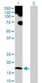 Ubiquitin Like 4A antibody, H00008266-D01P, Novus Biologicals, Western Blot image 