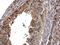 Cyclin Dependent Kinase 6 antibody, PA5-27978, Invitrogen Antibodies, Immunohistochemistry frozen image 