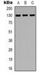 Epidermal Growth Factor antibody, orb319094, Biorbyt, Western Blot image 