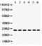 Calcium and integrin-binding protein 1 antibody, PB9489, Boster Biological Technology, Western Blot image 
