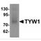 TRNA-YW Synthesizing Protein 1 Homolog antibody, MBS151378, MyBioSource, Western Blot image 