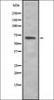 Tripartite Motif Containing 29 antibody, orb336999, Biorbyt, Western Blot image 