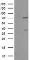 FMR1 antibody, LS-C173787, Lifespan Biosciences, Western Blot image 
