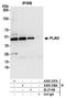 PP17 antibody, A305-337A, Bethyl Labs, Immunoprecipitation image 