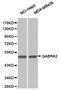 Gamma-Aminobutyric Acid Type A Receptor Alpha2 Subunit antibody, LS-C192782, Lifespan Biosciences, Western Blot image 