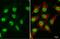 SWI/SNF Related, Matrix Associated, Actin Dependent Regulator Of Chromatin, Subfamily A, Member 2 antibody, GTX636330, GeneTex, Immunofluorescence image 